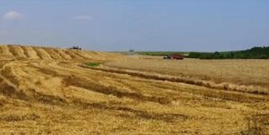 Video – Atenție agricultori! Pericol de incendii la recoltarea cerealelor