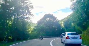 Video – Alertă! Trafic îngreunat pe Transfăgărășan din cauza unui urs