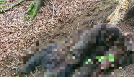Argeș: Dosar penal pentru braconaj. Un urs a murit imobilizat într-un laț
