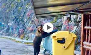 Video – Un urs flămând a dat iama în tomberoanele unei terase din Vidraru