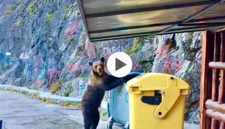 Video – Un urs flămând a dat iama în tomberoanele unei terase din Vidraru