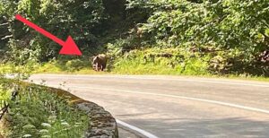 Video –  Pericol la Barajul Vidraru! Urșii au ieșit în stradă!