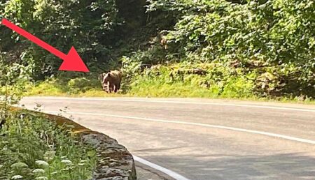 Video –  Pericol la Barajul Vidraru! Urșii au ieșit în stradă!