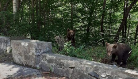 Piteșteancă amendată de jandarmi după ce s-a apropiat să fotografieze o ursoaică cu pui