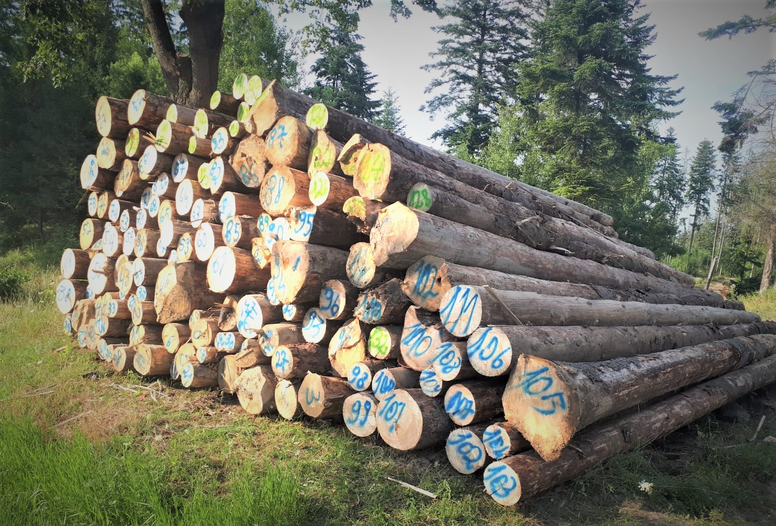 Romsilva, anunţ important cu privire la licitaţiile pentru valorificarea lemnului