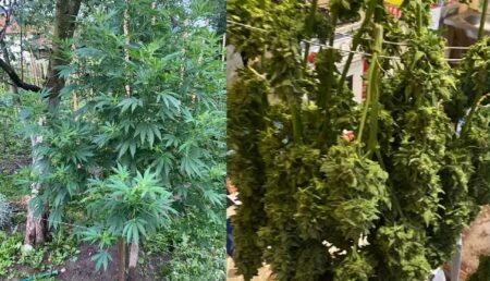 Percheziții la o „fermă de cannabis” din Argeș