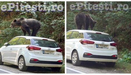 Incredibil! Un urs s-a urcat pe o mașină pe Transfăgărășan!