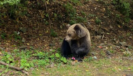 Video – Urs văzut în apropierea Cetății Poenari