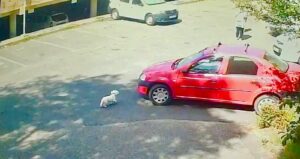 Video – Pitești: Om fără suflet! A omorât un Bichon și nici măcar nu a oprit!
