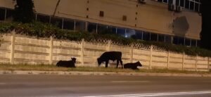 Video – Vaci la plimbare pe una dintre cele mai circulate șosele din Pitești