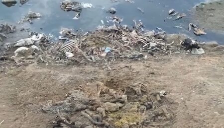 Video – Cadavrele a zeci de animale, aruncate pe albia unui râu din Argeș