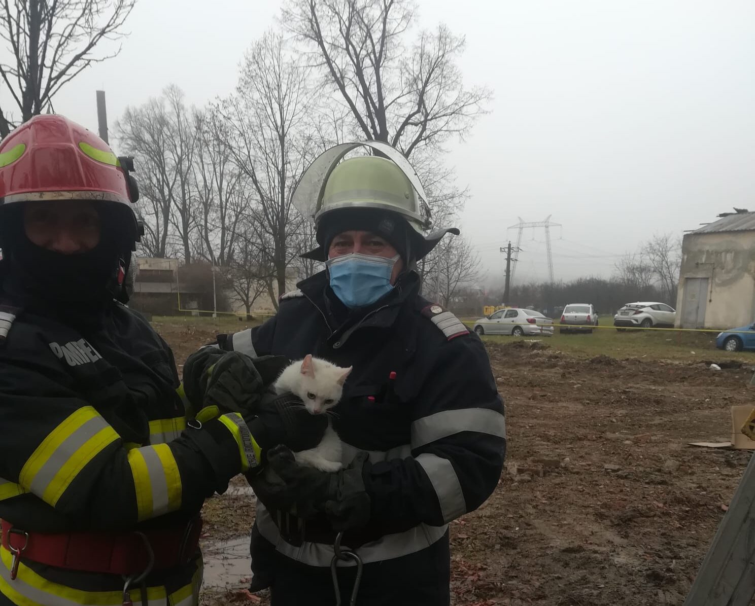Motănel salvat de pompieri după ce a stat 24 de ore blocat într-un copac
