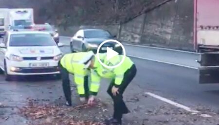 Video: Poliţiştii argeşeni au pus osul la treabă pe DN 7