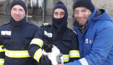 Pisicuță înghețată, salvată cu barca de către pompierii argeșeni