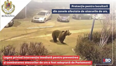 Simona Bucura-Oprescu: „Se va putea interveni împotriva urșilor agresivi și în extravilan”