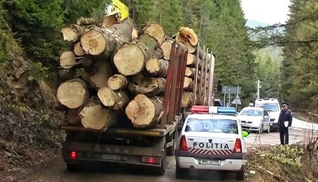 Furtul de lemne din pădurile județului, la ordinea zilei!