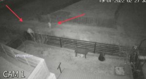 Video – Hoții au vrut să intre în curte, dar au fost speriați de câine!