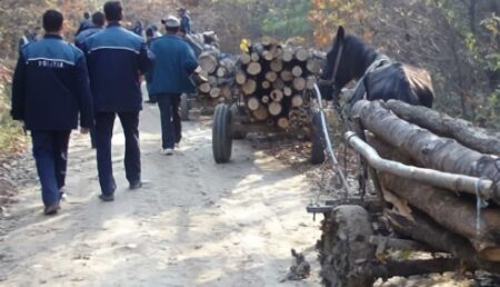 Argeș: Căruţe încărcate cu lemn furat, oprite de polițiști
