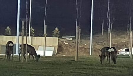 Sala Sporturilor din Mioveni, gazda căprioarelor