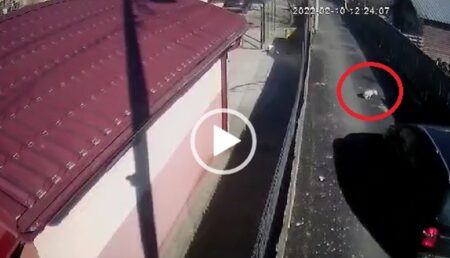 Video – Argeş: Căţel omorât cu maşina. A existat sau nu intenţie?