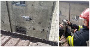 Piteşti: O plasă anti-păsări naşte controverse, după ce un porumbel a rămas captiv în ea