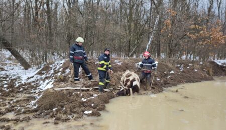 Video – Vacă rămasă blocată pe marginea unui lac