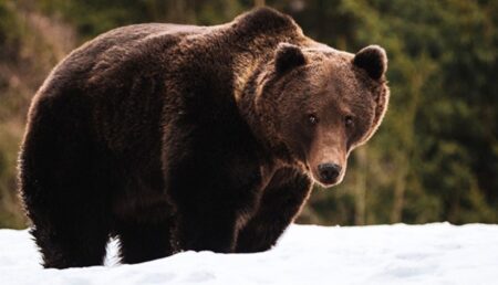 Jandarmeria Argeş: Au ieşit urşii din hibernare