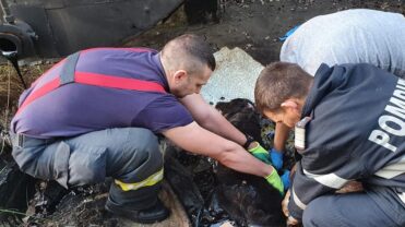 Cățelușă captivă în smoală, salvată de pompieri: „Abia mai respira și se afundase cu totul”