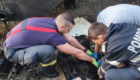 Cățelușă captivă în smoală, salvată de pompieri: „Abia mai respira și se afundase cu totul”