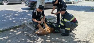 Surpriză pentru locatari! S-au trezit cu o căprioară în bloc