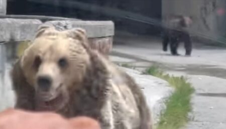 Turiști fugăriți de ursoaice pe Transfăgărășan!