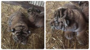 Se caută nume pentru doi pui de tigru de la Zoo Pitești