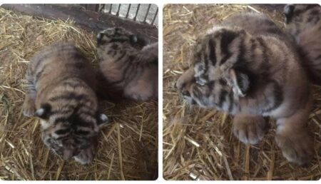 Se caută nume pentru doi pui de tigru de la Zoo Pitești