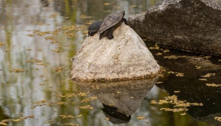 Broscuțele țestoase din Expo-Parc, mutate la Zoo Pitești