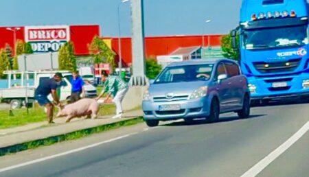 Cu porcul la plimbare lângă Auchan!
