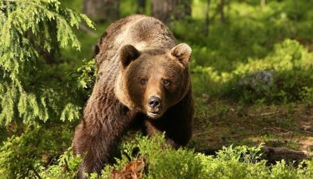 Până la 15.000 de lei pentru cei care sunt „vizitați” de urși!