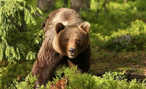 Argeș: Urs, atac într-o gospodărie din Corbeni
