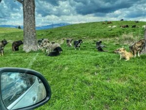 Argeș: Pericol pentru populație! Zonă împânzită de peste 50 de câini vagabonzi