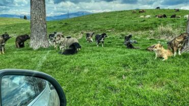 Argeș: Pericol pentru populație! Zonă împânzită de peste 50 de câini vagabonzi