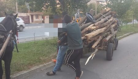 Prinși în Pitești cu căruțele ticsite de lemne din Pădurea Trivale