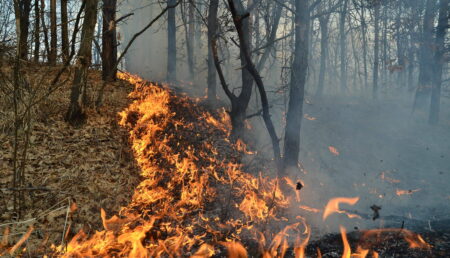Argeș: Pădure cuprinsă de flăcări!