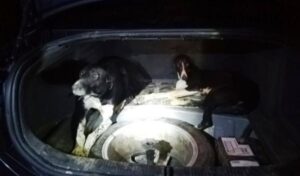 Argeș: Tineri amendați în miez de noapte. Ieșiseră la vânătoare cu ogarii