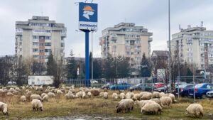 Pitești. „Au băgat” oi și capre de Crăciun la Dedeman și Penny