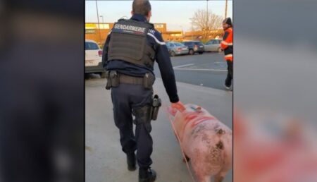 Jandarmii i-au lăsat fără porc de Crăciun. L-au confiscat și l-au dus la secție