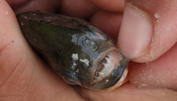 Alertă! Pește ucigaș Piranha, găsit în apele noastre