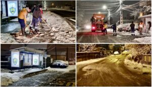 Bradu: Iarna a fost… îmblânzită!