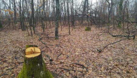 În plină iarnă, lemnele de foc sunt la mare căutare!