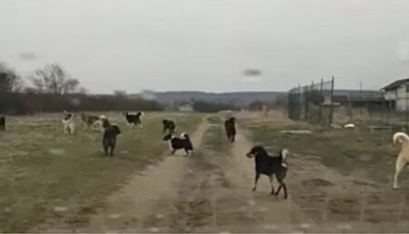 Pericol EXTREM lângă Pitești! Zeci de câini agresivi, liberi!