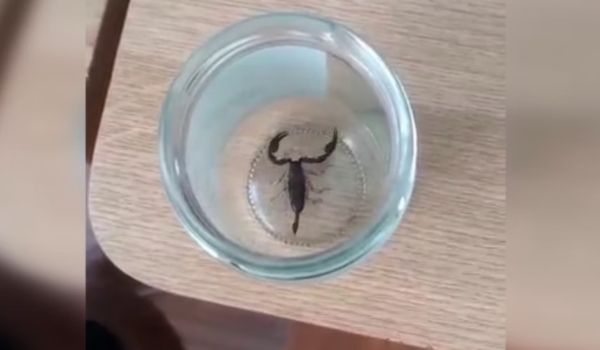 Femeie înțepată de scorpion după ce a cumpărat banane