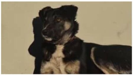 Înduioșător! Câinele-mascotă de la Colegiul Național „Dinicu Golescu” are nevoie urgent de operație!